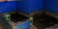 Bikin Jantungan! Dengar Suara Orang Mandi Larut Malam, Pas Dicek Temukan Sosok Tak Terduga di Bak Mandi