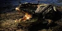 Pria Paling Sial di Dunia, Lolos dari Diinjak-injak Gajah, Nyemplung Sungai Malah Masuk Mulut Buaya