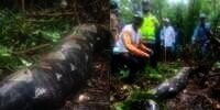 Piton Telan Bulat-Bulat Manusia Terjadi Lagi! Jasad Utuh Nenek Penyadap Karet di Jambi Ditemukan dalam Tubuh Ular