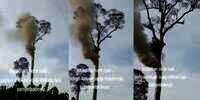 Fenomena Alam Aneh dan Misterius, Pohon Ini Keluarkan Asap dan Api tapi Sekitarnya Tidak Terjadi Kebakaran, Pertanda Apa?