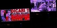 Viral Sayembara Mencari Kucing Hilang di Batam, Sebar Pengumuman Pakai Billboard dengan Hadiah Fantastis