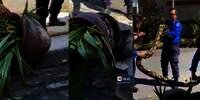 Warga Bali Heboh! Ular Piton Raksasa Ditemukan Ngumpet dalam Pot Bunga depan Panti Asuhan di Denpasar