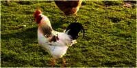 8 Arti Mimpi Ayam, Terdengar Janggal tapi Salah Satu Tafsirannya tentang Pencapaian Hidup