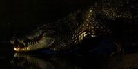 Ngeri! Diserang Buaya Saat Cari Ayam dekat Sungai, Bocah 7 Tahun Selamat Setelah Menendang Kepalanya