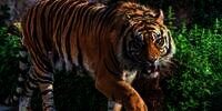 Ngeri! Penebang Kayu Tewas Diterkam Harimau Sumatera Saat Tertidur di Hutan Siak