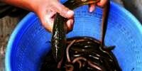 14 Arti Mimpi Mancing Belut, Siap-Siap Ditimpa Kemujuran!