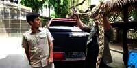 Bersahabat dengan Harimau, 7 Potret Alshad Ahmad Ketakutan Dililit Ular Piton Raksasa!