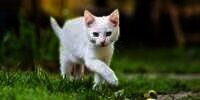 13 Arti Mimpi Kucing Putih, Sering Dianggap Sebagai Tanda Gangguan Psikologis