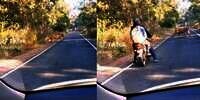 Niat Healing Lewat Jalan Pinggir Hutan, Pemotor Auto Sport Jantung Berpapasan Harimau, Langsung Balik Arah