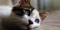 Bukannya Mengeong, Suara Kucing Menggemaskan ini Malah Mirip Manusia