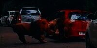 Video Detik-Detik Dua Singa Taman Safari Berkelahi Tabrak Mobil Pengunjung