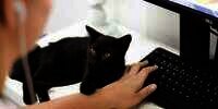 Arti Mimpi Kucing Hitam yang Kerap Menghantui, Diyakini Ada Pesan Tersembunyi