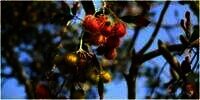 6 Arti Mimpi Makan Rambutan, Ada Rezeki Melimpah yang Datang secara Tidak Terduga