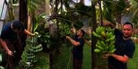 Rumah Mewah Pegawai Kemenkeu Viral, Begini Momen Kepala Bea Cukai Makassar Andhi Pramono Panen Pisang di Halaman 'Istananya'