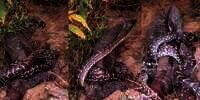 Nekat Bertarung Hidup Mati Lawan Biawak, Ular Piton Tetap Membelit Meski Tubuh Tercabik-cabik