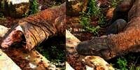Akibat Terlalu Serakah, Komodo Sampai Kelojotan Mulut Terus Nganga Tersangkut Tanduk Mangsa