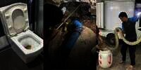 Siram Toilet Airnya Mampet, Pas Memeriksa Muncul Kepala Piton, Begitu Dibongkar Ternyata Ular Raksasa