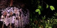 Tengah Malam Iseng Bakar Terasi di Tengah Hutan, Pemuda Kemping Sendirian Alami Kejadian Mengerikan