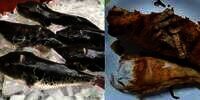 Ibu Meninggal Usai Makan Siang dengan Ikan Buntal, Putri Sedih Tak Sempat Menengok Padahal Janji Ketemu Pas Mudik Lebaran