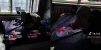 Begini Jadinya Jika Sapi Jadi Hewan Peliharaan, Asyik Bobo Siang di Kamar Berkasur Empuk