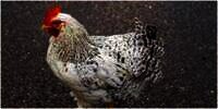 6 Arti Mimpi Dikejar Ayam, Salah Satunya Berkaitan dengan Kecemasan Menjalani Hidup