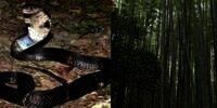Cerita Misteri Pemuda Tersesat di Hutan Usai Bunuh Ular Hitam dan Pangkas Semua Daun Palem Kipas Buat Ketupat Lebaran