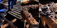 Merinding! Penampakan Ribuan Kelelawar Nempel di Kayu Penyangga Atap Saat Membongkar Rumah Tua Terbengkelalai