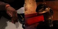 Jari Kelingking Digigit King Kobra Hitam Sampai Bengkak dan Pucat Saat Kasih Minum, Panji Petualang Nyaris Tidak Bisa Lebaran