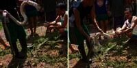 Sok Jagoan Masukkan Tangan ke Mulut Ular King Kobra yang Baru Mati Dibunuh Warga, Nasib Pria Ini Malah Berakhir Menyedihkan