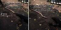 Salah Pilih Santapan, Biawak Lemas dan Tak Berdaya Saat Muntahkan Kembali Mangsanya