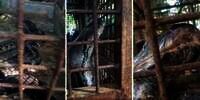 Ngeri! Begini Penampakan Kepala Ular Piton Raksasa Jika Dilihat dari Jarak Sangat Dekat, Netizen Justru Merasa Kasihan