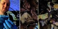 Masih Berani Merokok? Lihat Isi Batang Rokok Dengan Mikroskop, Penuh Binatang Menjijikkan