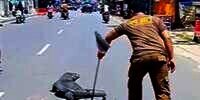 Detik-Detik Biawak Raksasa Muncul di Tengah Jalan Raya Bikin Heboh Warga, Netizen: Godzila Akhirnya Keluar Sarang