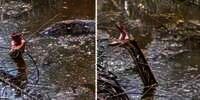 Viral! Penemuan Ular Piton Raksasa Bertingkah Aneh di Kebun Sawit, Mulutnya Menganga Lebar dan Badannya Bengkak, Bikin Netizen Penasaran