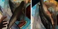 Ngakak! Pagi-Pagi Disuruh Emak Goreng Ikan untuk Sarapan, Pas Cek Kulkas Gadis Ini Syok Ada Ikan Hiunya