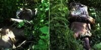 Ngeri Sekaligus Bikin Takjub! Ternyata Begini Proses Ular Piton Telan Bulat-Bulat Rusa Sebesar Sapi: Mulut dan Perutnya Bisa Elastis