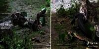 Salah Mangsa! Ular Piton Muntahkan Buaya yang Ditelannya Hidup-hidup, Penuh Perjuangan Sampai Kelojotan Sendiri