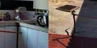 Istri Mengira Suaminya Beli Belut, Ternyata Seekor Ular Kobra Sedang Makan Ayam di Wastafel Dapurnya