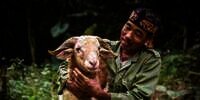 Memahami Hukum Menjual Daging Kurban Menurut Madzhab Syafi&rsquo;i dan Hanafi