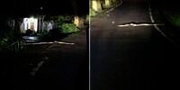 Lewat Jalan Sepi Tengah Malam Lihat Benda Mirip Kayu Melintang, Pas Didekati Ternyata Sedang Diadang Ular Piton: Badan Sampai Lemas