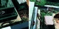 Ngeri! Penampakan Ular Kobra Hitam 'Penunggu' Kuburan Anak Kecil, Muncul dari Celah Kijing Bikin Takut Ziarah
