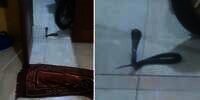 Bikin Merinding! Ular King Kobra Hitam Tiba-tiba Muncul depan Pintu Pas Salam Terakhir Sholat Maghrib: Jelmaan atau Kiriman?
