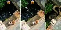 Iseng Mancing di Selokan Pakai Tali Jerat, Dikira Dapat Ikan Ternyata Seekor Ular Piton Berukuran Besar