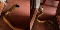 Detik-Detik Menegangkan Penangkapan Ular Cobra Bersisik Emas yang Ngumpet di Bawah Sofa