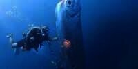 Viral Video Kemunculan Ikan Oarfish Langka Disebut Pertanda Kiamat, Tubuh Raksasa dan Berlubang Bikin Merinding