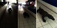 Viral! Komodo Jalan-Jalan Masuk Pasar Souvenir di Labuan Bajo, Celetukan Netizen Bikin Ngakak: 'Satu-satunya Preman Pasar Yang Dilindungi'