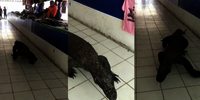Komodo Nyasar di Pasar, Satwa Liar Ini Bikin Heboh Pedagang