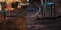 Dikira Kabel Terpelintir, Ternyata Dua Mamba Hitam Lagi Duel di Belakang Rumah Warga