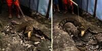 Viral! Detik-Detik Penangkapan Dua Buaya 'Darat' Berukuran Besar Muncul dari Bawah Jalan Kampung, Satunya Langsung Kabur
