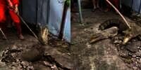 Viral Detik-detik Penangkapan Tiga Buaya yang Muncul dari Dalam Jalan Beton, Kok Bisa? Ternyata...
